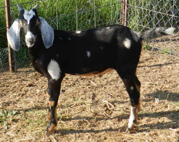 Zorro 08/15/14